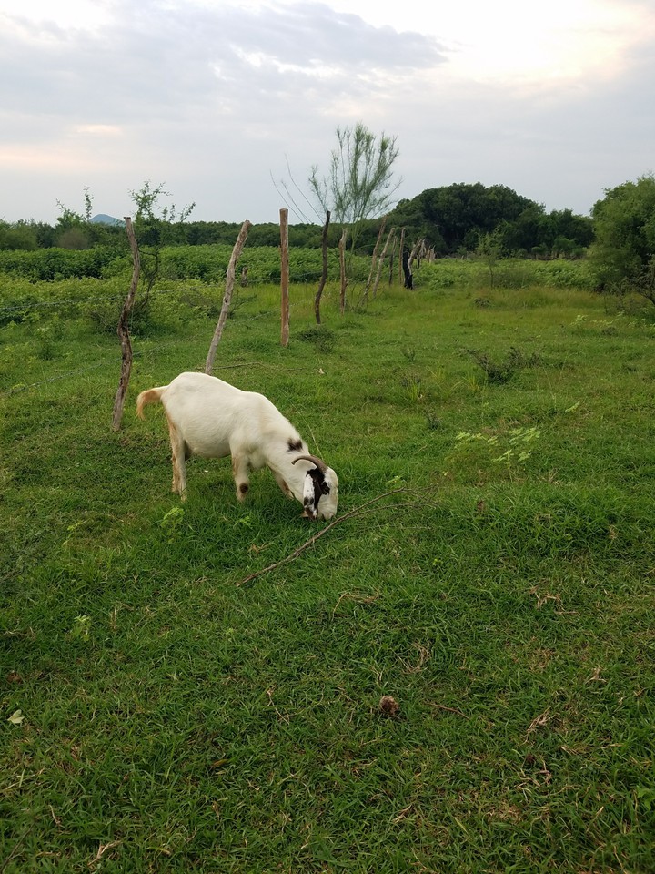 Alí.