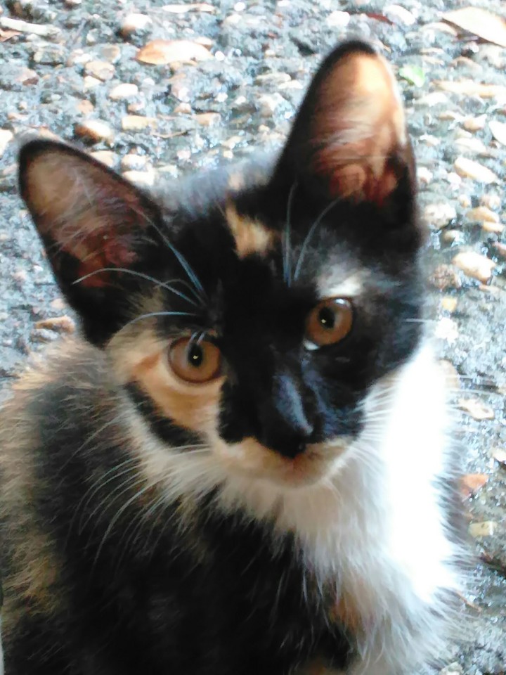 cats...cats...and more cats