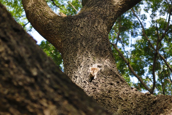 the naughty squirrel