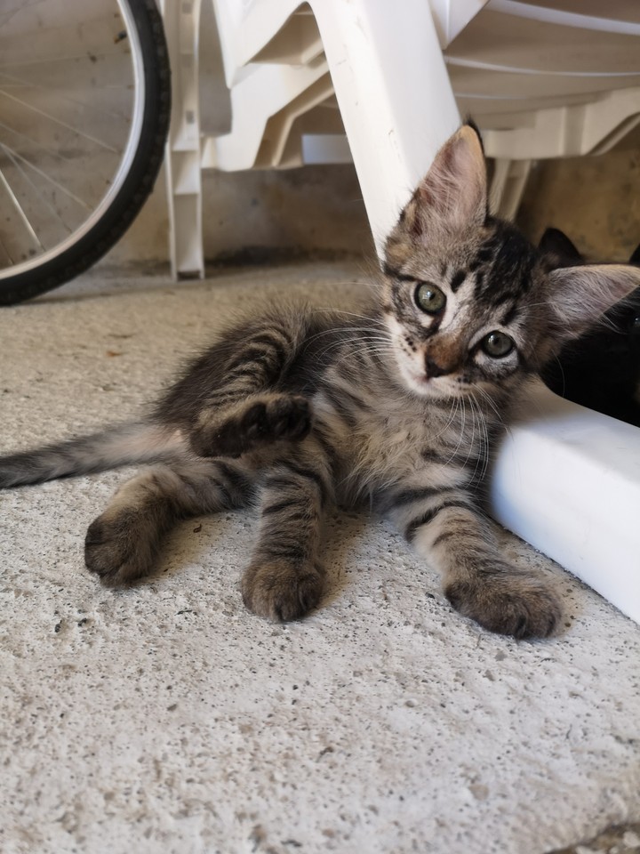 cat