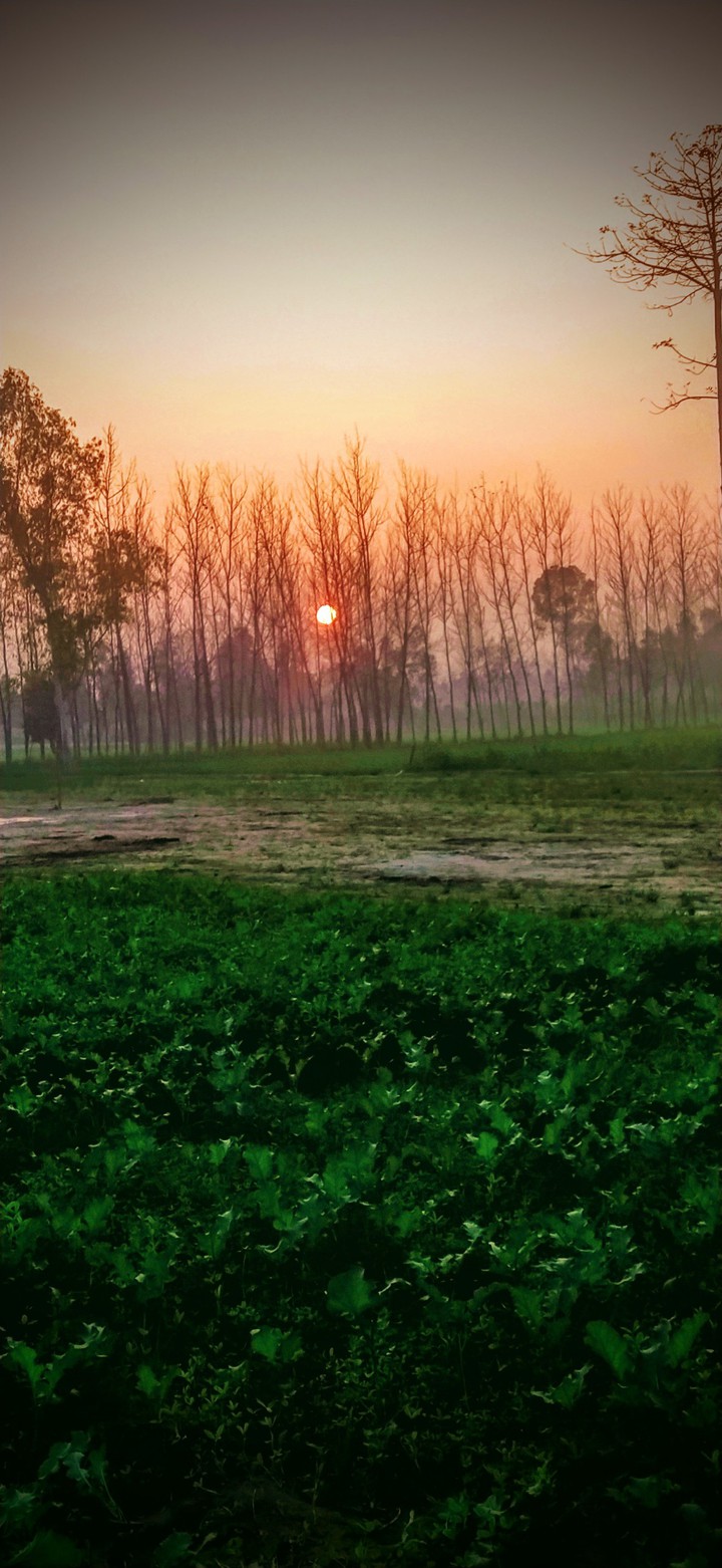 ? sun light