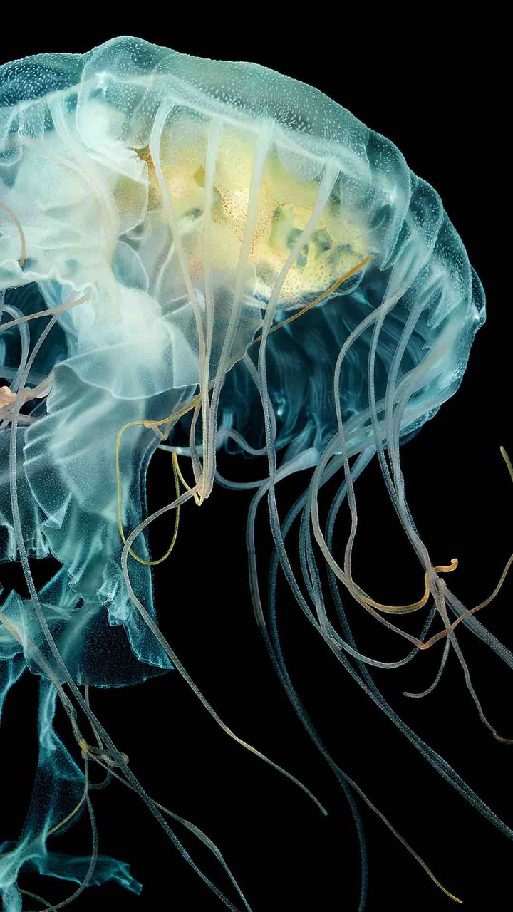 Jellyfish