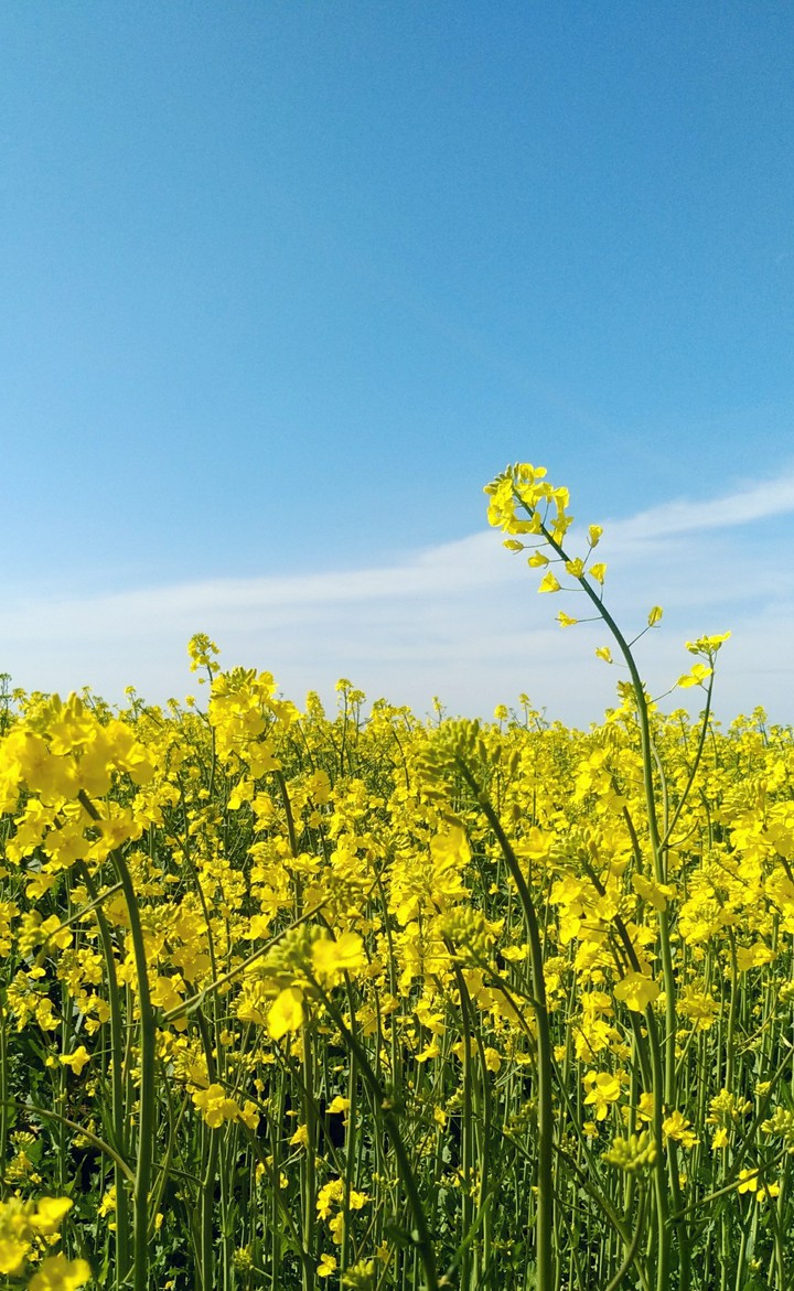 Yellow flowers