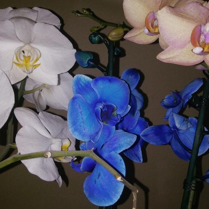flowers