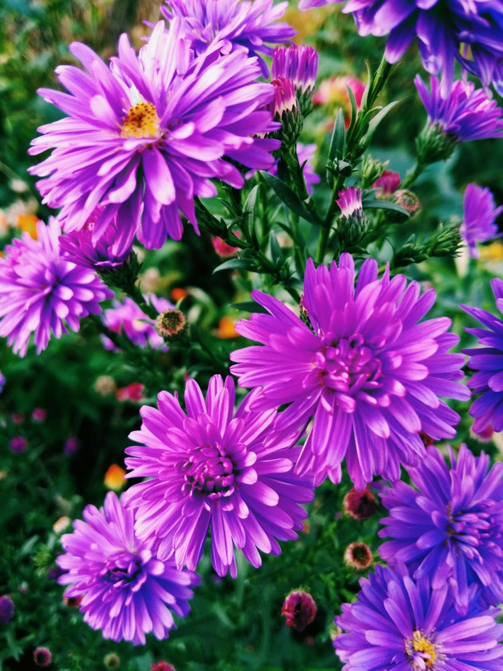 Сиреневый #purpel