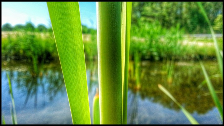 water plants