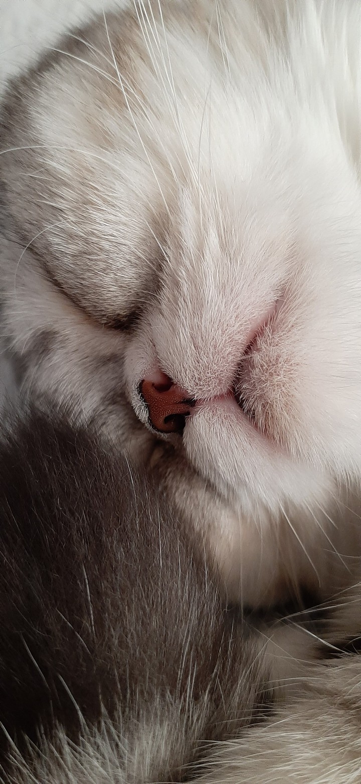 cat's nose