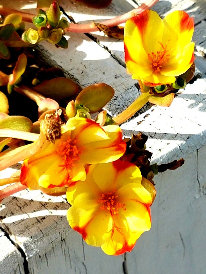 fiore