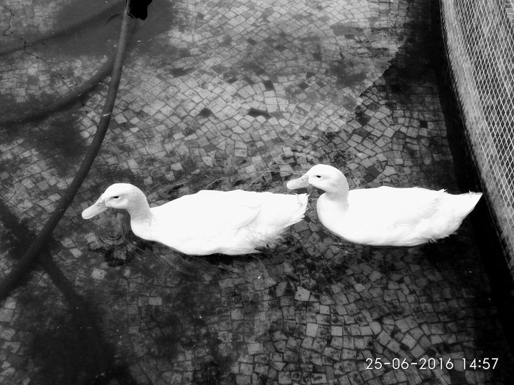 ducks