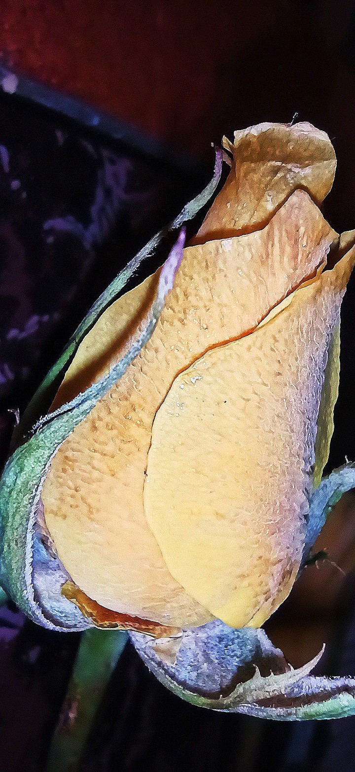 yellow rose