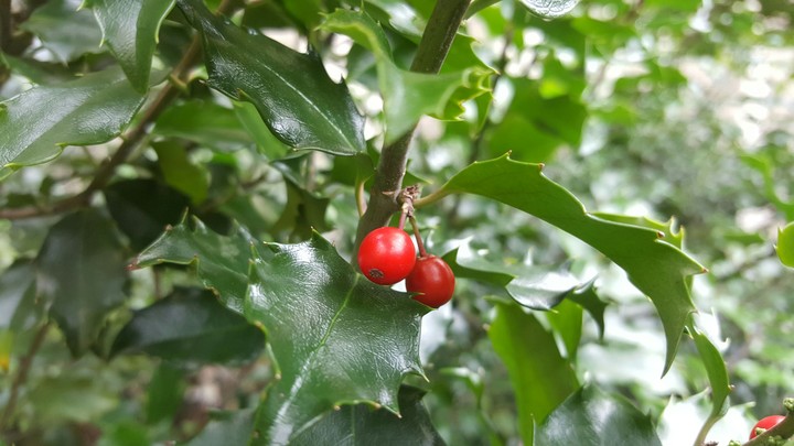 plant