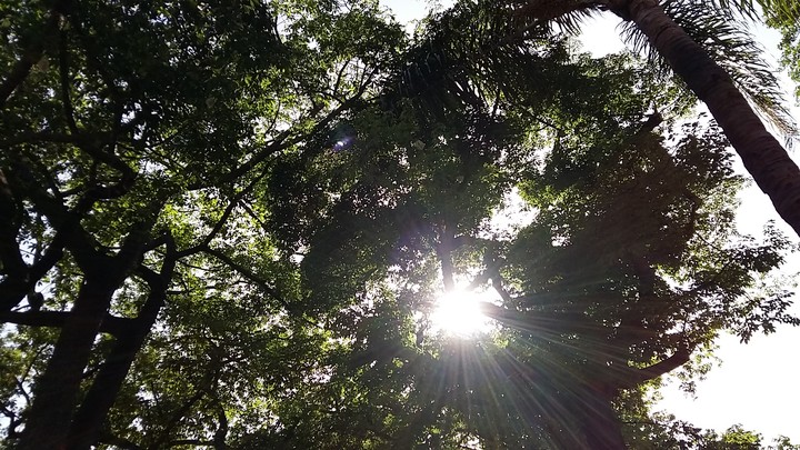 Sunshine through branches