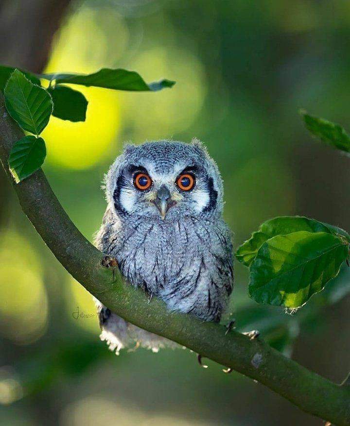 owl