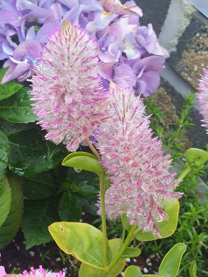 ⚘