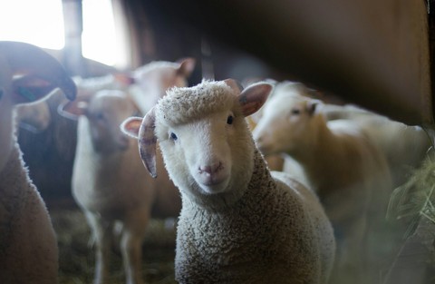 fonds d'écran sheep, horn