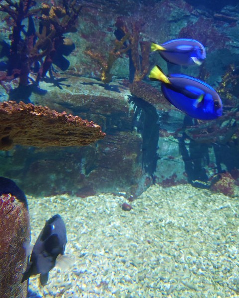 Acuario de Benalmádena Beach, Málaga