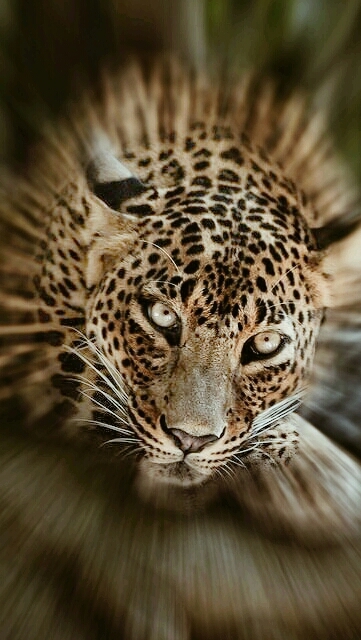 Leopard
