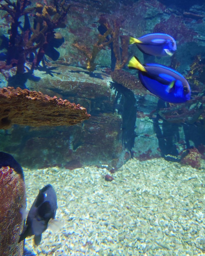 Acuario de Benalmádena Beach, Málaga