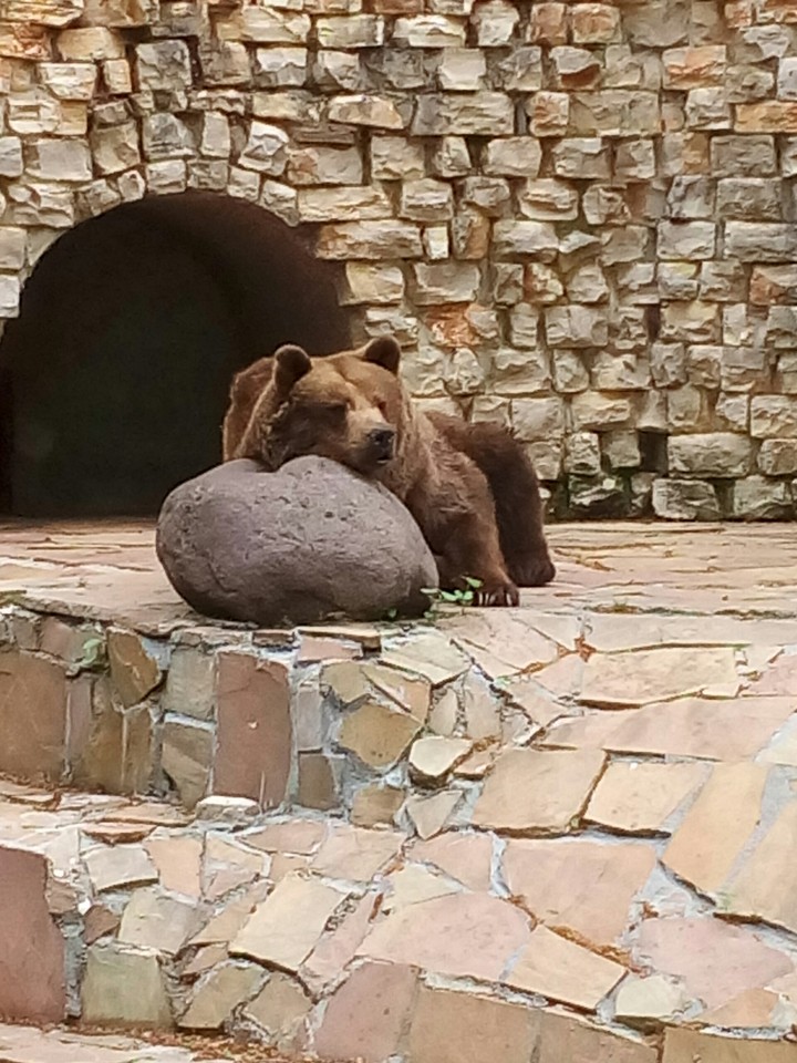 Baer