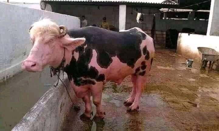 animal