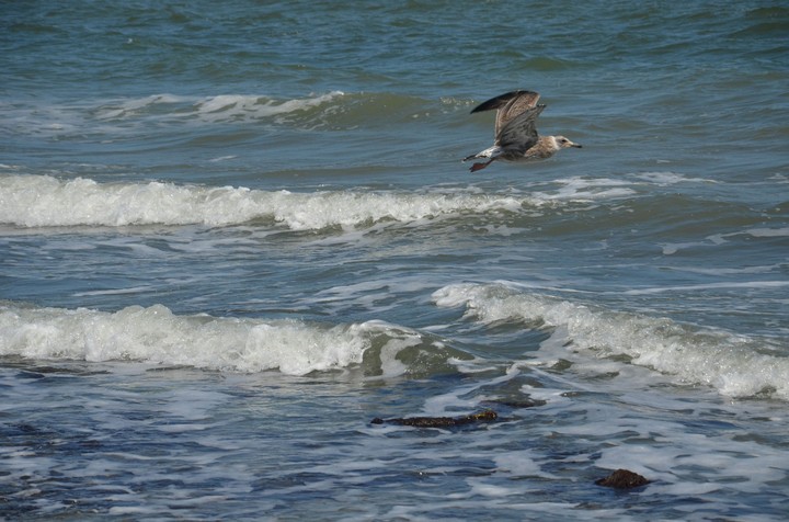 Sea. Seagull