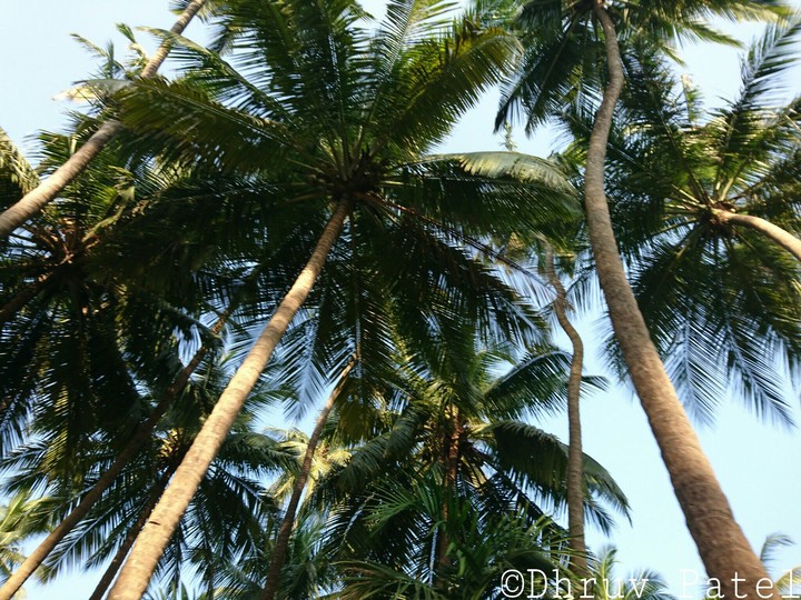 The shades of palm tree