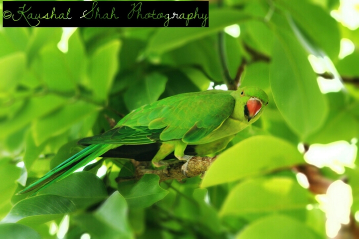 parakeet
