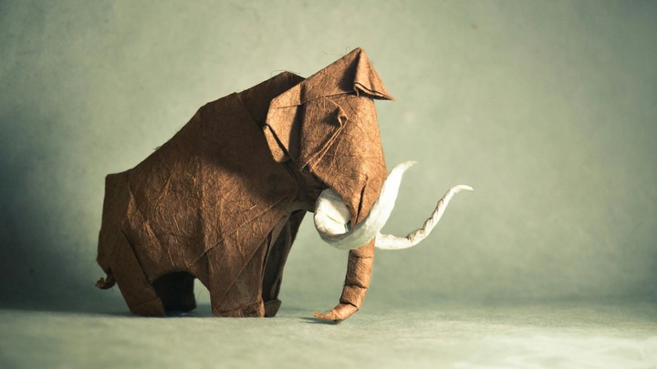 elephant