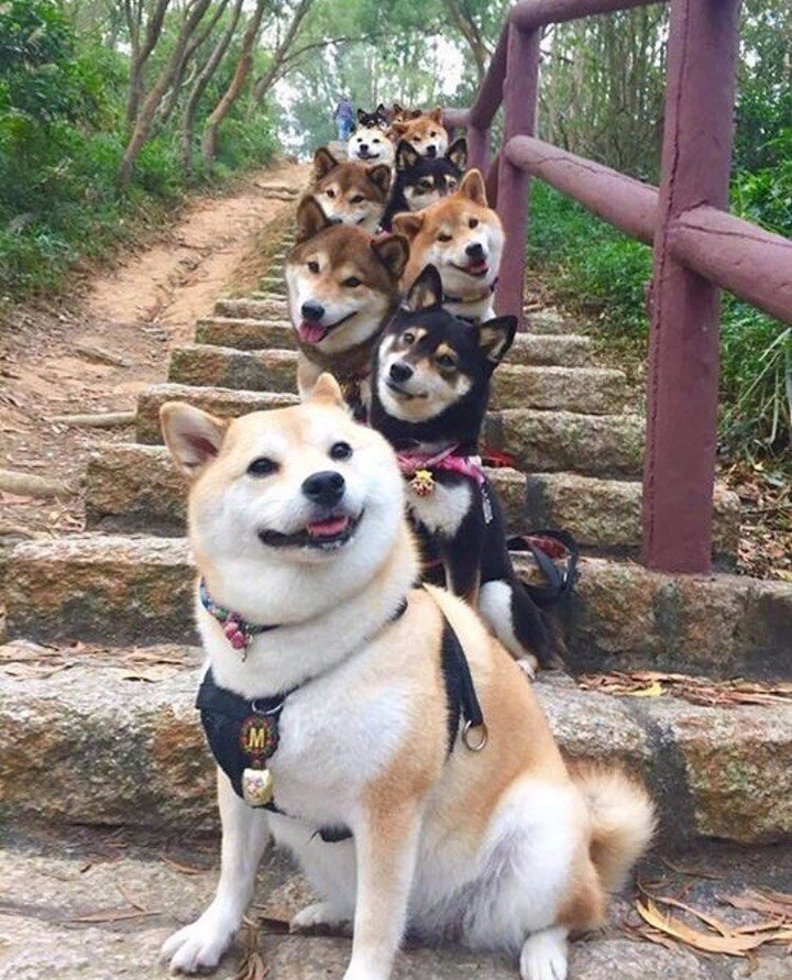 собачки
