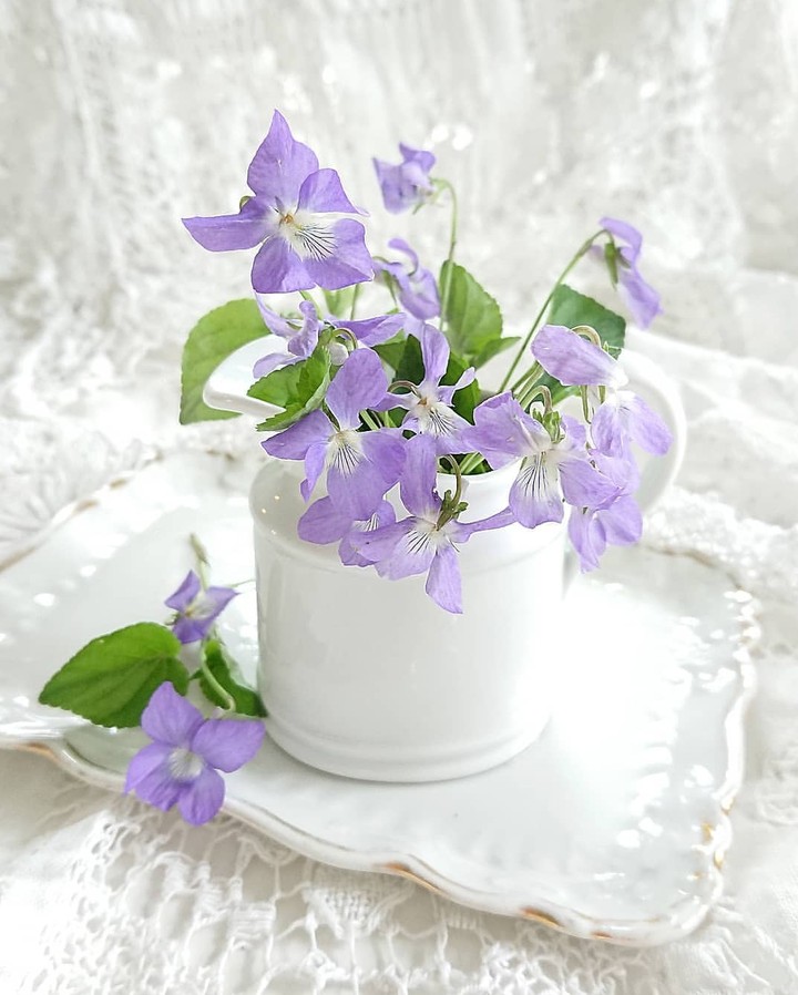 Viola