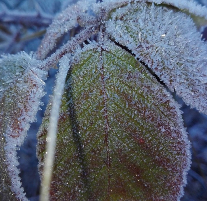leaves