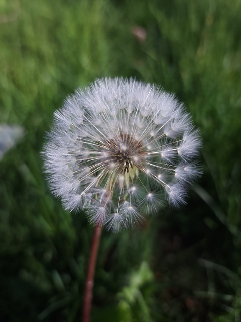 papéis de parede plant, summer