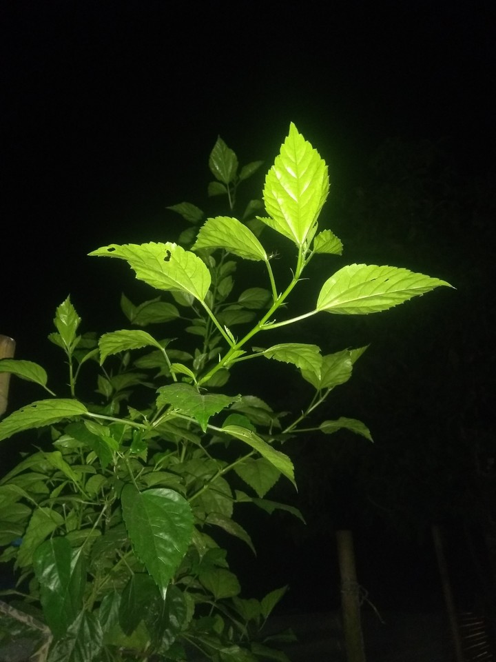 night click