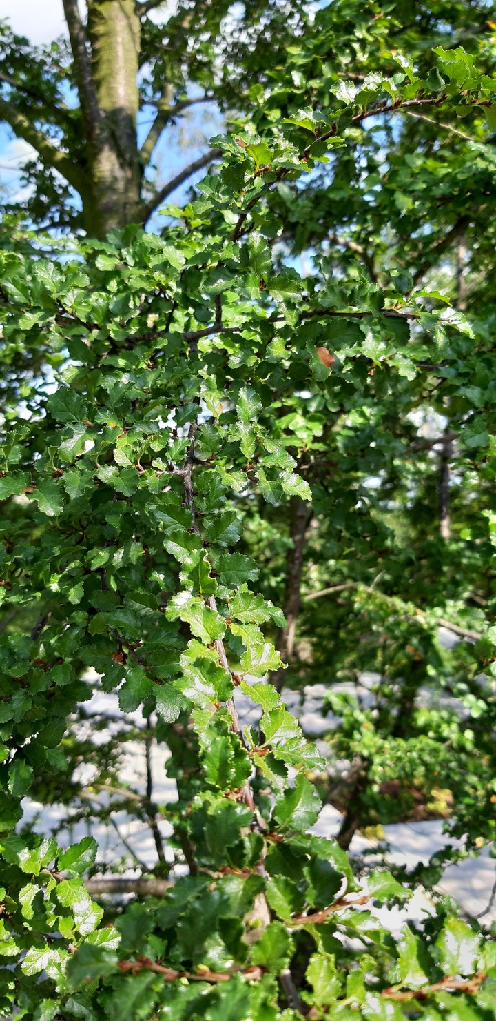 green magic