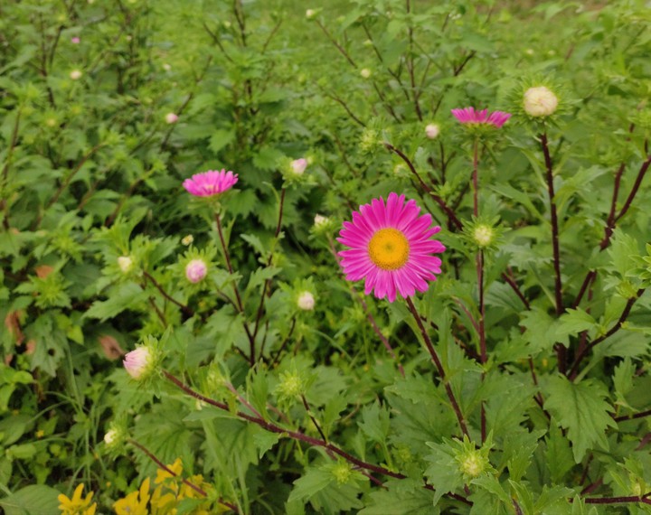 flower blossoms
