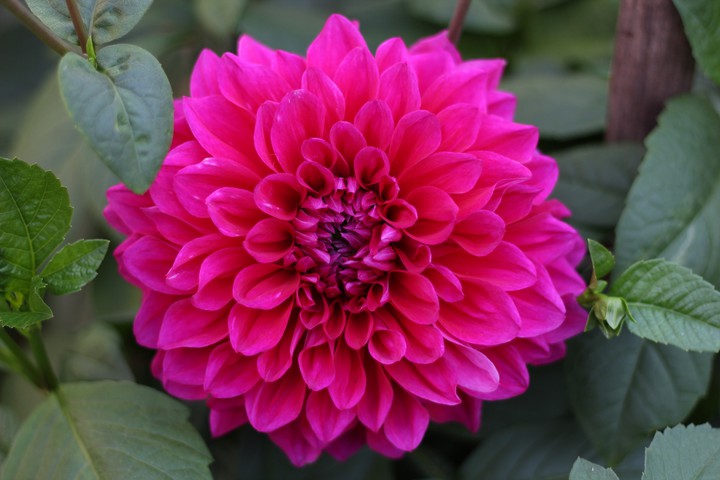 dahlia