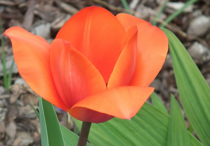 Tulpe orange