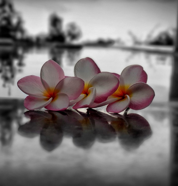 flowers means fragrance