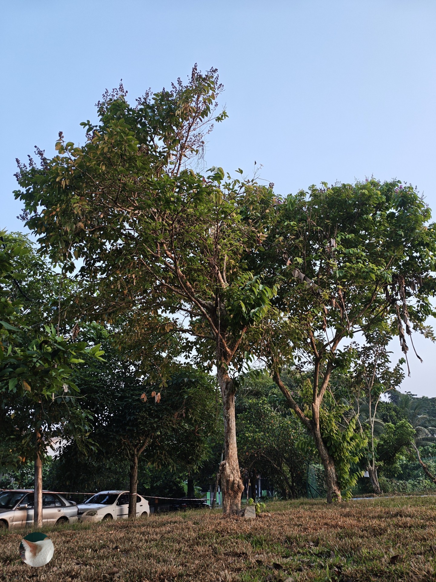 sfondi twig, tree