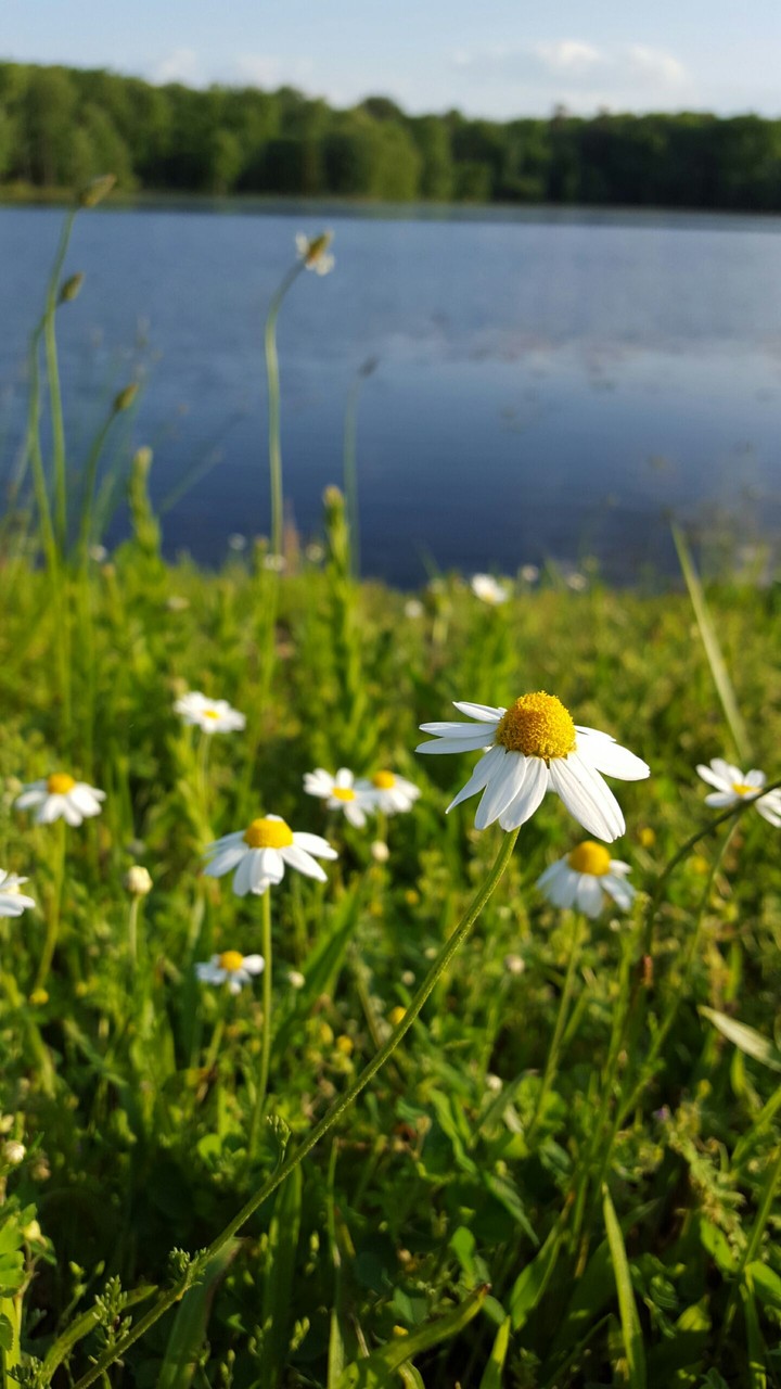 Daisies
