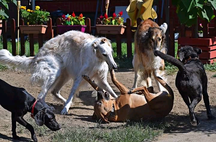 playing dogs