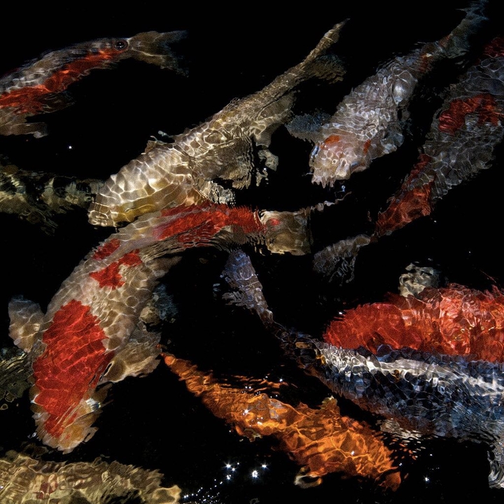fish
