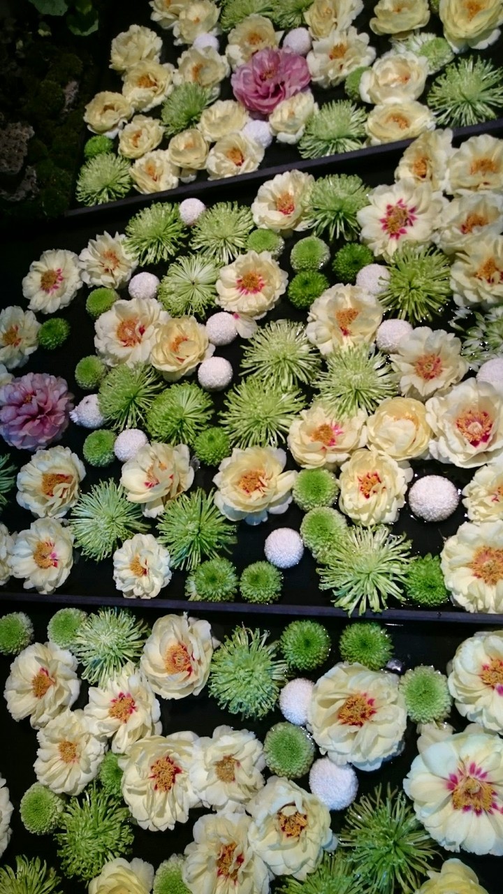 peony garden in Japan