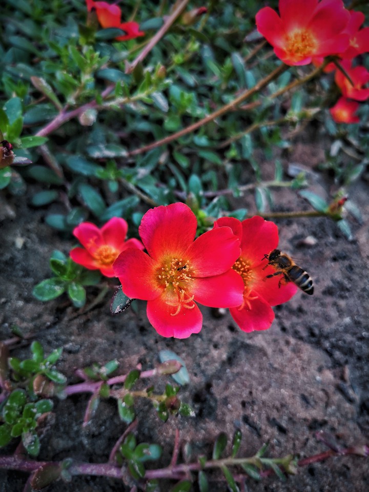 flowers