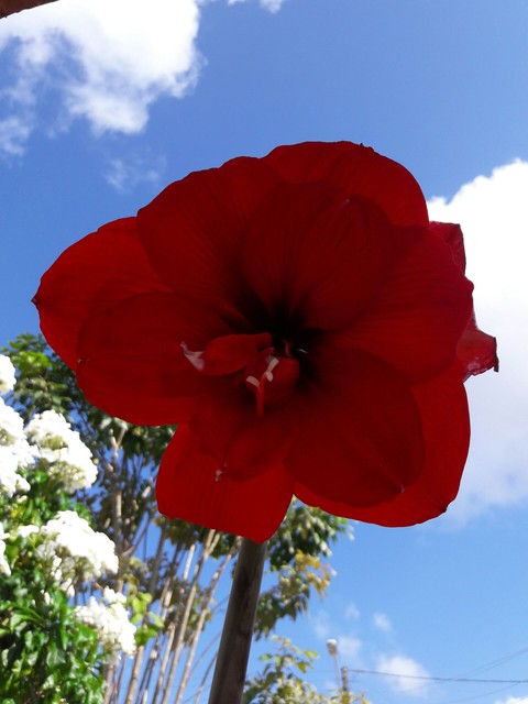 Amaryllis
