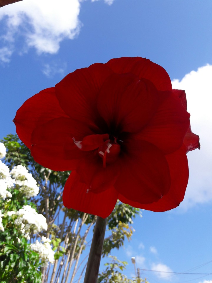 Amaryllis