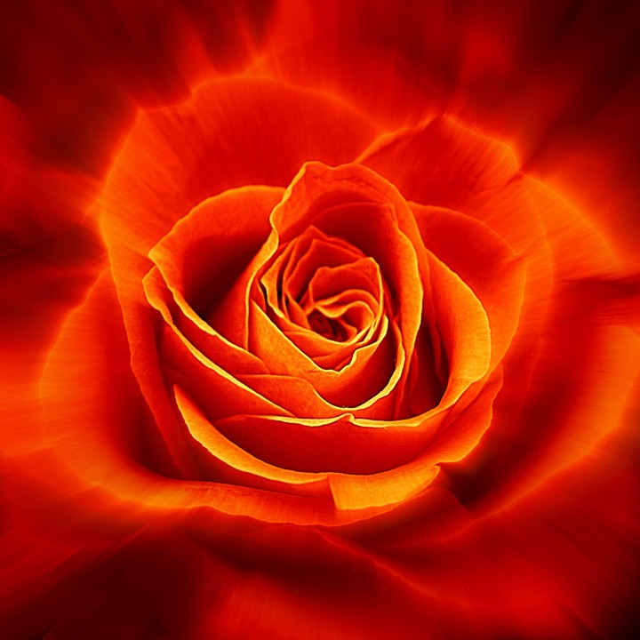 Red rose