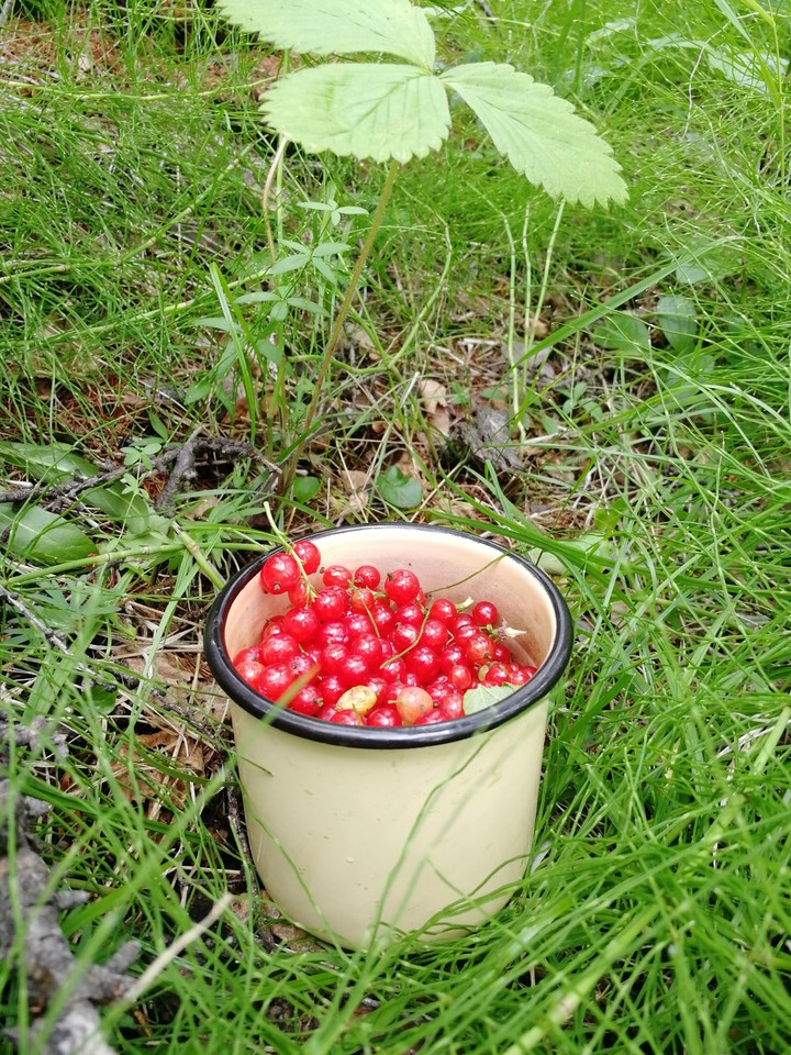 красная смородина