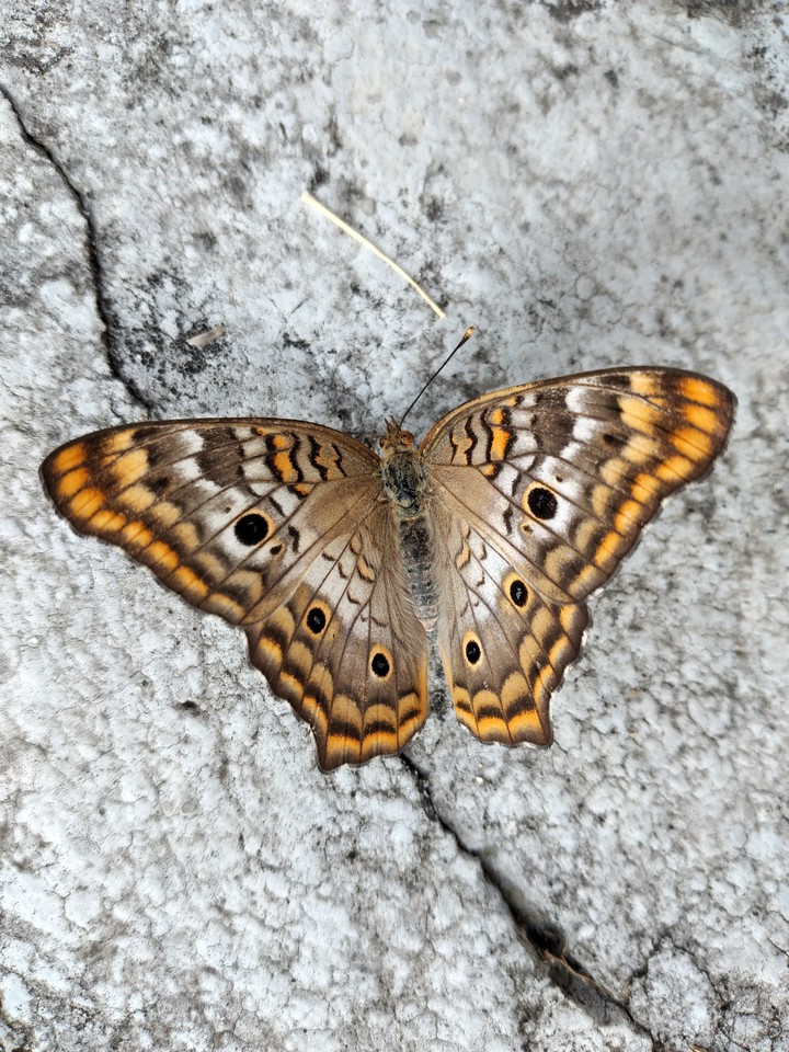 mariposa