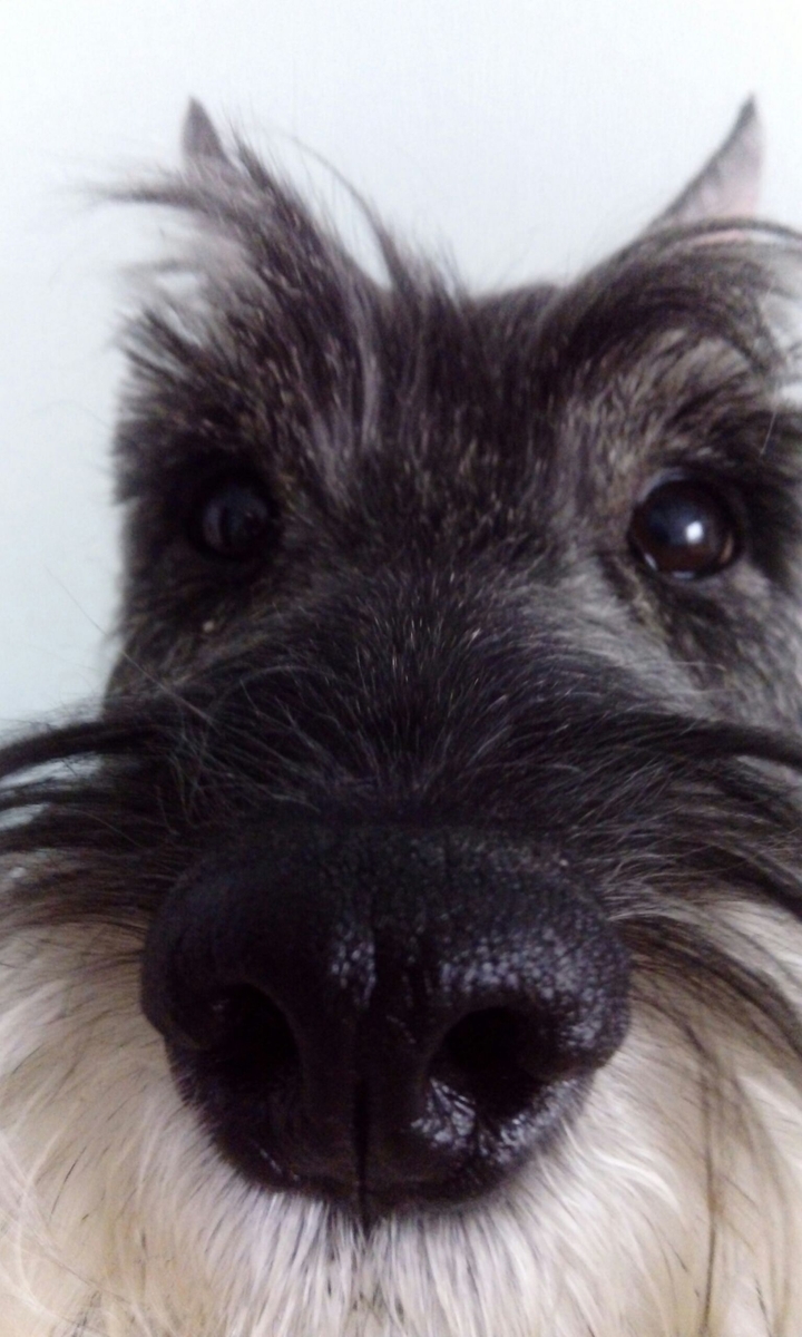 Crazy dog